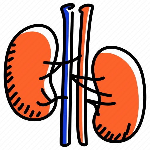 Renal, kidneys, organ, human kidneys, anatomy icon - Download on Iconfinder