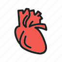 artery, body, cardiology, heart, human, medical, organ