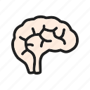 brain, human, medical, mind, neuro, neurology, neurons