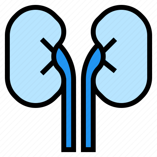 Healthcare, kidney, medical, organ icon - Download on Iconfinder