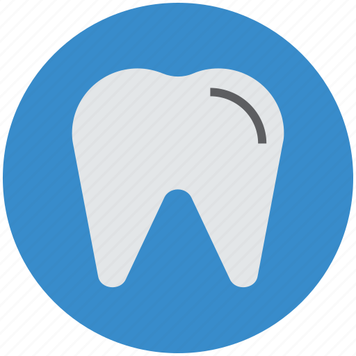 Dental, dentistry, human teeth, molar, stomatology, teeth, tooth icon - Download on Iconfinder