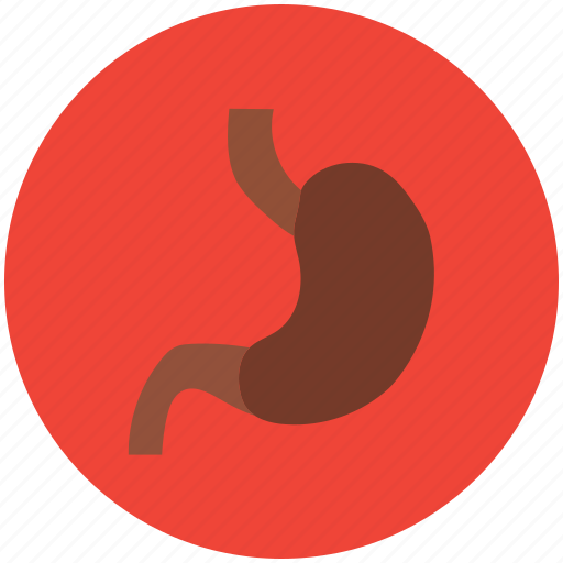 Anatomy, body, human stomach, organ, stomach icon - Download on Iconfinder