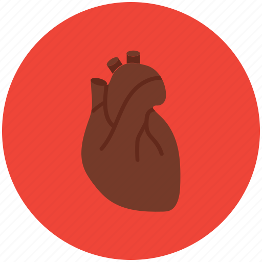 Anatomy, cardiology, cardiovascular, healthcare, heart, human body icon - Download on Iconfinder