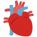 cardiology, heart