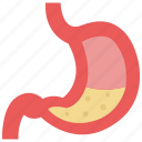 gastroenterology, digestion, stomach 