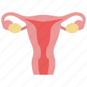 gynecology, ovary, uterus 