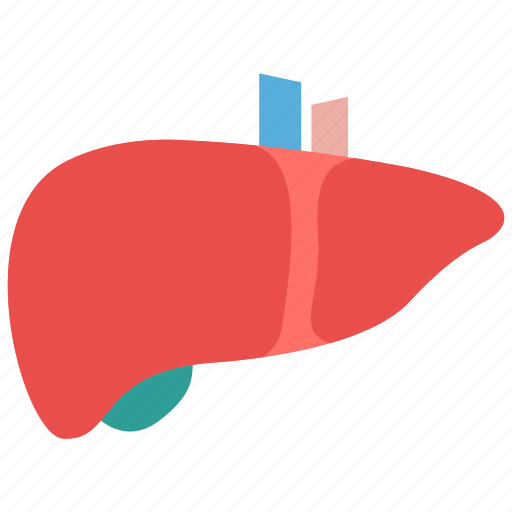 Hepatology, detoxification, liver icon - Download on Iconfinder