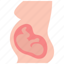 obstetrics, embryo, maternity, pregnancy