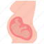 obstetrics, embryo, maternity, pregnancy 