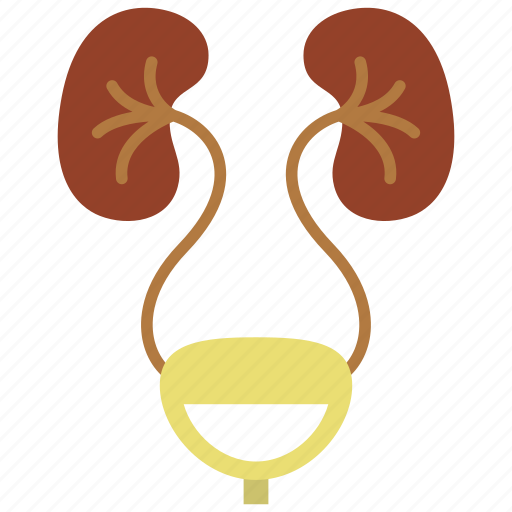 Urology, anatomy, bladder, organs icon - Download on Iconfinder
