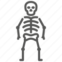 osteology, bone, skeleton, anatomy 