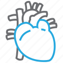 cardiology, cardiovascular, heart, organ