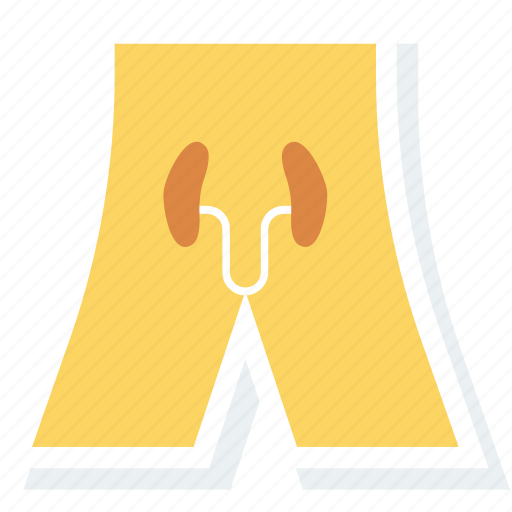 Anatomy, excretory, healthcare, kidney, medical, organ, urine icon - Download on Iconfinder