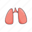 lungs, organ, anatomy, body, human, human organ 