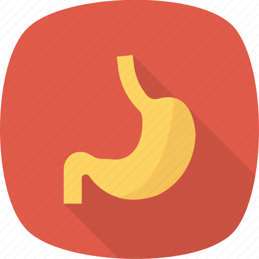 Anatomy, human, organ, stomach icon - Download on Iconfinder
