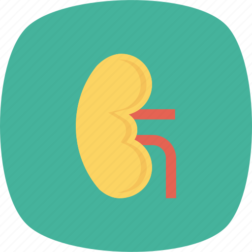 Anatomy, biology, health, kidney, medical, medicine, renal icon - Download on Iconfinder