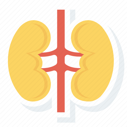 Health, healthcare, kidney, medical, organ, renal icon - Download on Iconfinder