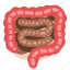 intestine 