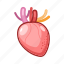 medical, heart 