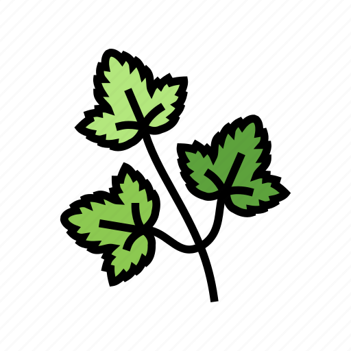 Coriander, leaves, medical, herb, natural, ingredient icon - Download on Iconfinder