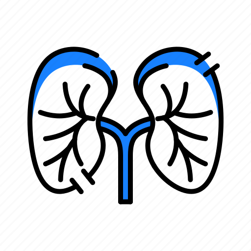 Kidney, medical, organs icon - Download on Iconfinder
