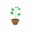 cannabis, drug, green, growing, marijuana, plant, pot