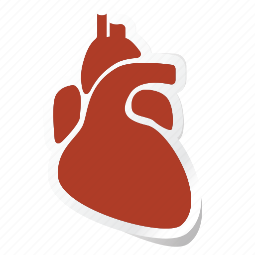 Anatomy, body, health, human, part, parts, heart icon - Download on Iconfinder