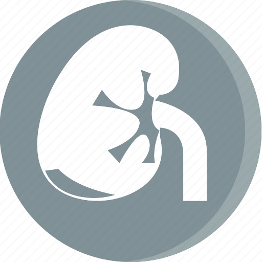 Anatomy, body, health, human, part, parts, kidney icon - Download on Iconfinder