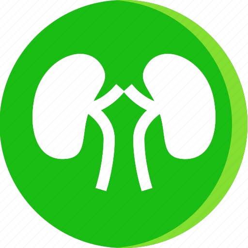 Anatomy, body, human, part, parts, kidney, kidneys icon - Download on Iconfinder
