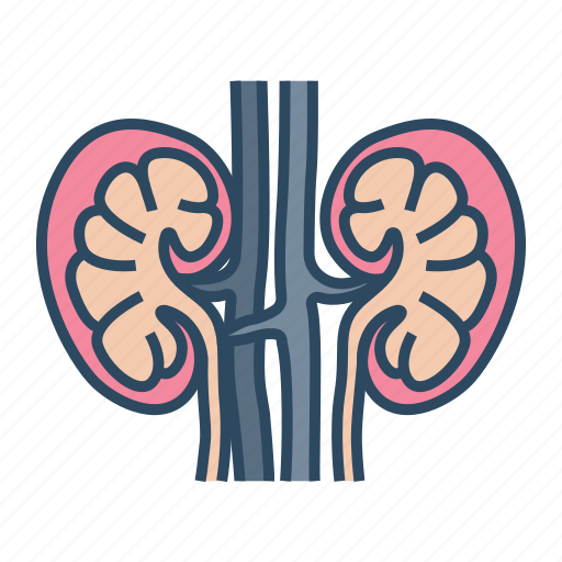 Medical, specialist, nephrology, kidney, anatomy icon - Download on Iconfinder