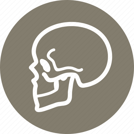 Osteology, skeleton, skull icon - Download on Iconfinder
