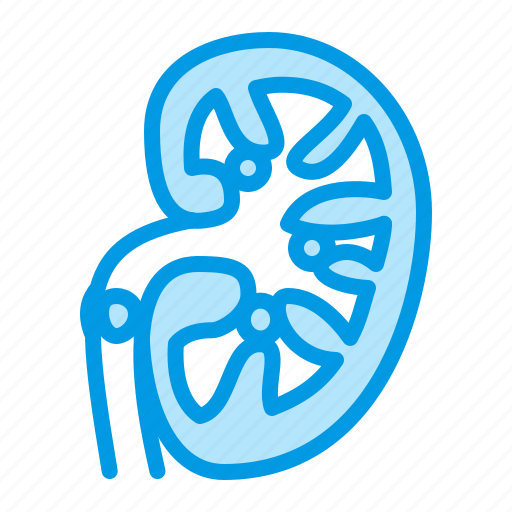 Kidney, organ, stones, urology icon - Download on Iconfinder