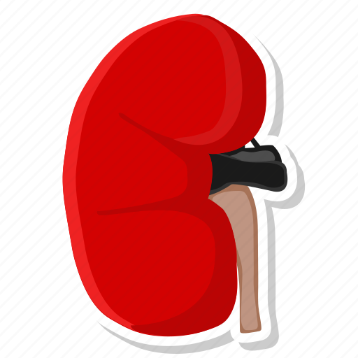 Anatomy, health, kidney, kidneys, medical icon - Download on Iconfinder