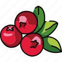 branch, cowberry, berry