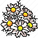 chamomile, flower, bouquet