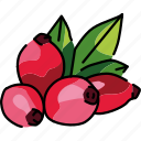 fruit, berry, rosehip
