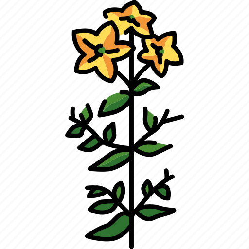 Hypericum, plant, flower icon - Download on Iconfinder