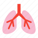 lung, anatomy, breath, lungs, organ, system