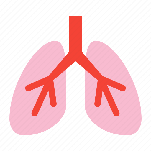 Lung, anatomy, breath, lungs, organ, system icon - Download on Iconfinder