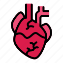 heart, organ, medical, human, biology