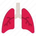 lungs, respiratory, medicine, human, organ