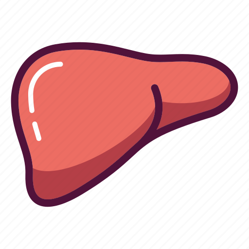 Anatomy, hepatology, liver, medicine, organ, doctor, healthcare icon - Download on Iconfinder