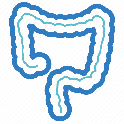 Anatomy, entrail, intestine, large intestine, organ, digestive, gastroenterology icon - Download on Iconfinder