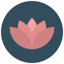 flower, lotus, meditation
