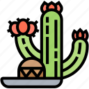 cactus, plant, succulent, desert, botanical