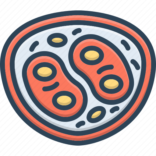 Cells, biology, medical, organism, membrane, cytoplasm, human cell icon - Download on Iconfinder