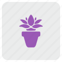 calendula, flower, home, plant