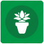 calendula, flower, home, plant 