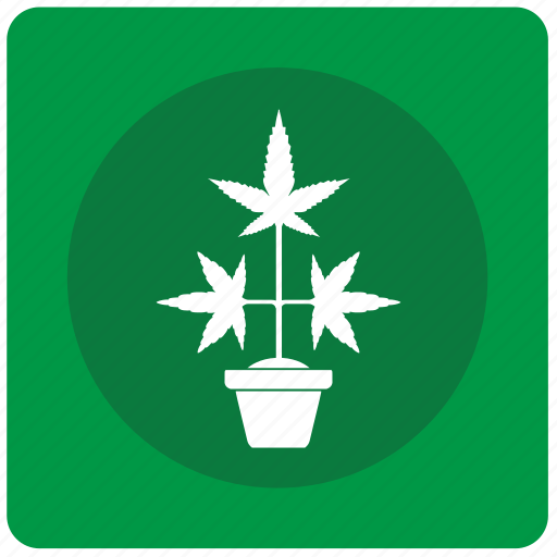 Canabis, drug, plant, pot icon - Download on Iconfinder