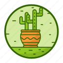 cactus, pot, indoor plant, house plant, pot plant, botanical, nature